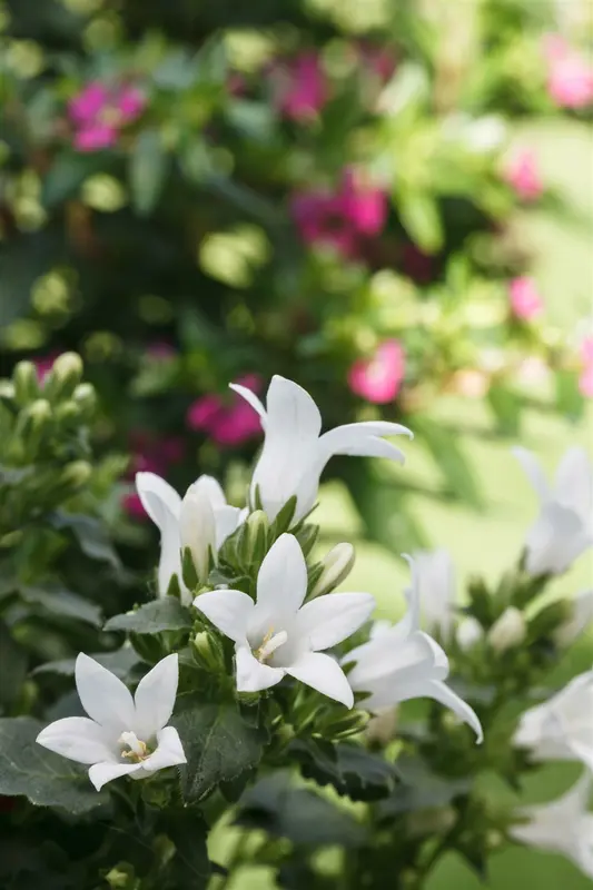 campanula lact. 'white pouffe' P9