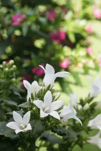 campanula lact. 'white pouffe' P9