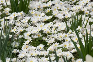 Anemone blanda 'White Splendour' P9 - afbeelding 5