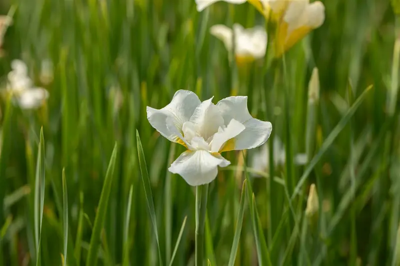 iris sib. 'white swirl' P9