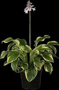 hosta hybr. 'wide brim' P9 - afbeelding 5