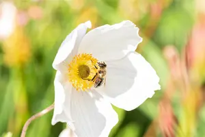 Wild Swan - afbeelding 10