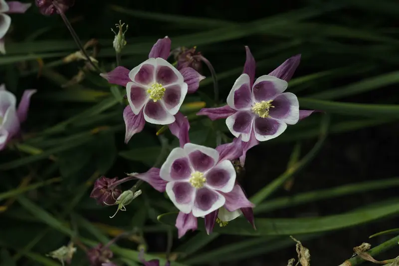 Aquilegia vulg. 'William Guiness' P9 - afbeelding 1