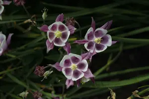 Aquilegia vulg. 'William Guiness' P9 - afbeelding 2