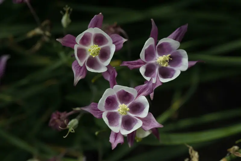 Aquilegia vulg. 'William Guiness' P9 - afbeelding 2
