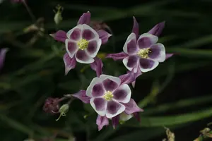 Aquilegia vulg. 'William Guiness' P9 - afbeelding 2