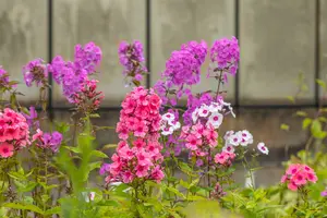 phlox (p) 'windsor' P9 - afbeelding 2