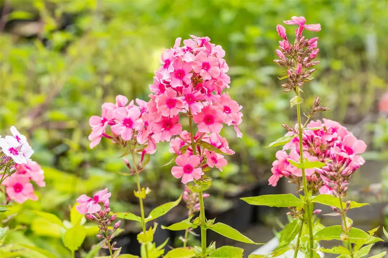 phlox (p) 'windsor' P9 - afbeelding 1