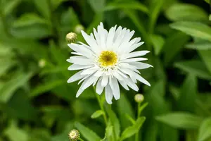 leucanthemum (m) 'wirral supreme' P9 - afbeelding 5