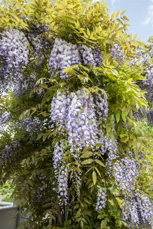 Wisteria f. 'Longwood Purple' 50- 60   C - afbeelding 2