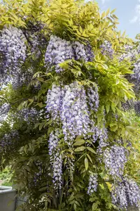 Wisteria f. 'Longwood Purple' 50- 60   C - afbeelding 2