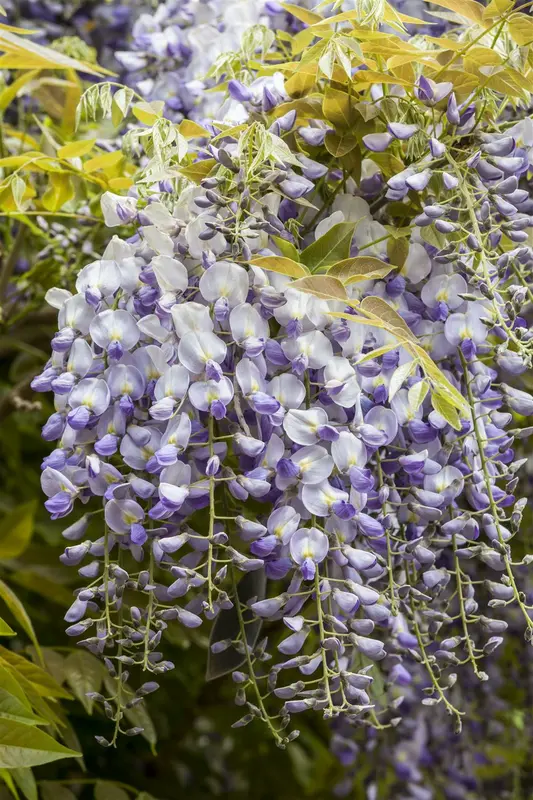 Wisteria f. 'Longwood Purple' 50- 60   C - afbeelding 4