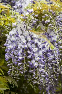 Wisteria f. 'Longwood Purple' 50- 60   C - afbeelding 4