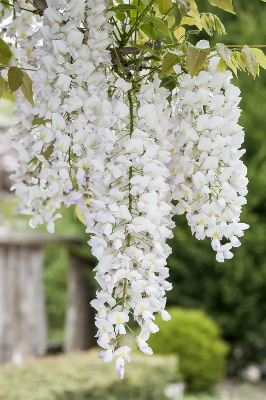 Wisteria f. 'Longwood Purple' 50- 60   C - afbeelding 5