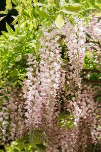 Wisteria fl. 'Honbeni' ( 'rosea/pink ice') 80-100   C2 - afbeelding 2