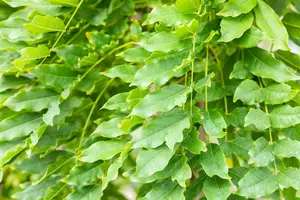 Wisteria fl. 'Multijuga' (macrobot./naganoda) 150-175   C3 - afbeelding 5