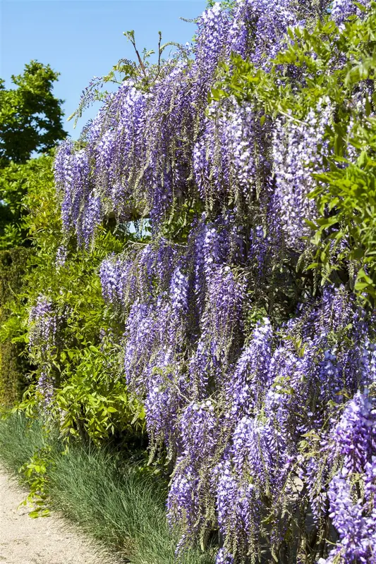 Wisteria fl. 'Multijuga' (macrobot./naganoda) 6/ 8 HA C18 - afbeelding 6