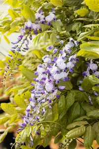 Wisteria fl. 'Multijuga' (macrobot./naganoda) 80-100   C2 - afbeelding 3