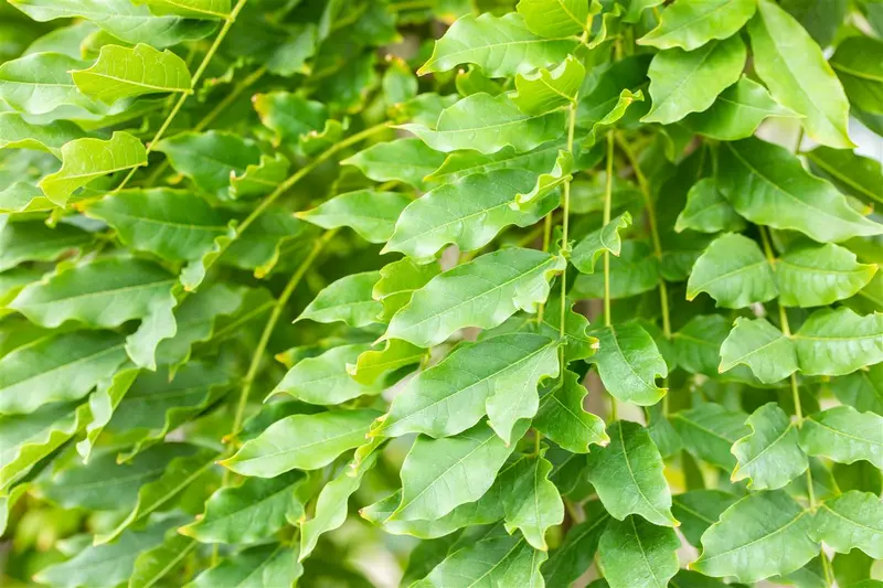 Wisteria fl. 'Multijuga' (macrobot./naganoda) 80-100   C2 - afbeelding 5