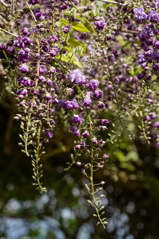 Violacea Plena - afbeelding 3