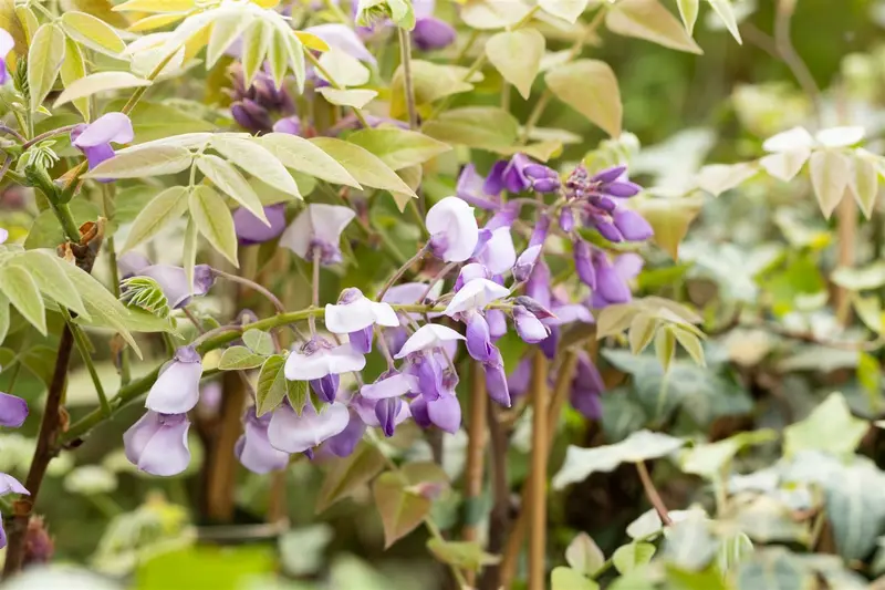 Wisteria sin. 'Prolific' ( 'boskoop') 150-175   C3 - afbeelding 1