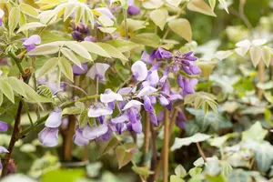 Wisteria sin. 'Prolific' ( 'boskoop') 150-175   C3 - afbeelding 1