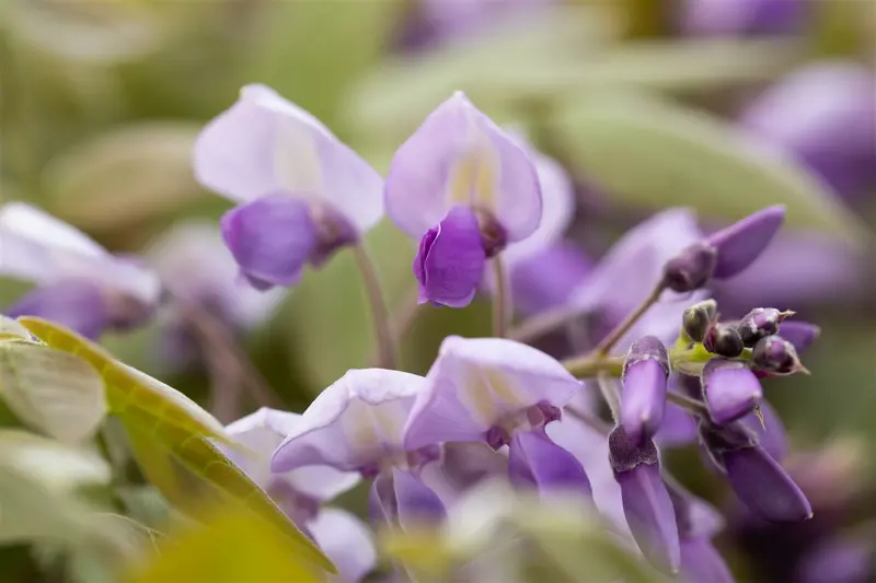 Wisteria sin. 'Prolific' ( 'boskoop') 150-175   C3 - afbeelding 4