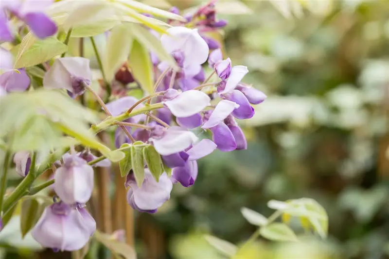 Wisteria sin. 'Prolific' ( 'boskoop') 150-175   C3 - afbeelding 5