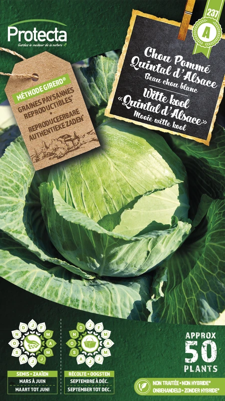 'witte kool ''quintal d'alsace'''
