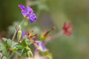 geranium wlassovianum P9 - afbeelding 2