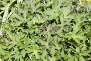 geranium wlassovianum P9 - afbeelding 4