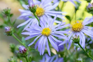 Aster frik. 'Wunder Von Stäfa' P9