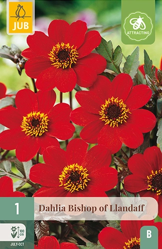 x 1 dahlia bishop of llandaff i