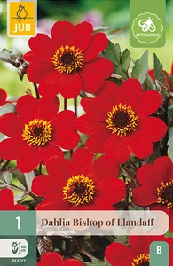 x 1 dahlia bishop of llandaff i