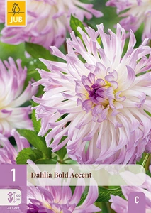 x 1 dahlia bold accent i