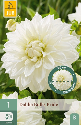 x 1 dahlia bulls pride i