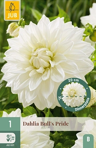 x 1 dahlia bulls pride i