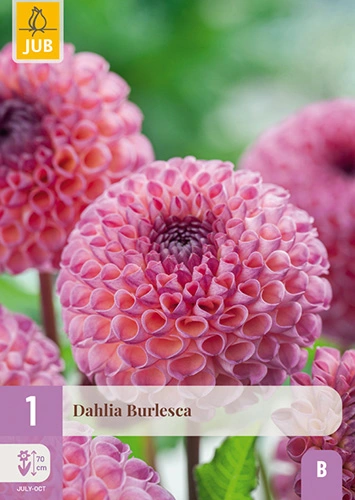 x 1 dahlia burlesca i