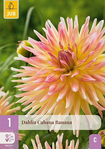x 1 dahlia cabana banana i