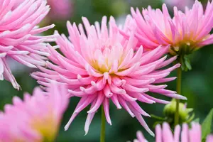 x 1 dahlia cafe au lait i - afbeelding 2