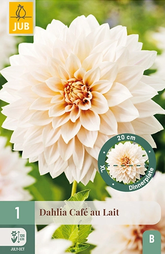 x 1 dahlia cafe au lait i - afbeelding 1