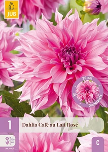 x 1 dahlia cafe au lait rose i