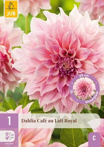 x 1 dahlia cafe au lait royal i
