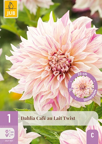 x 1 dahlia cafe au lait twist i