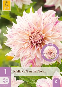 x 1 dahlia cafe au lait twist i