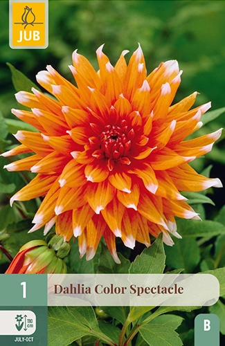 x 1 dahlia color spectacle i