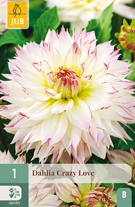 x 1 dahlia crazy love i