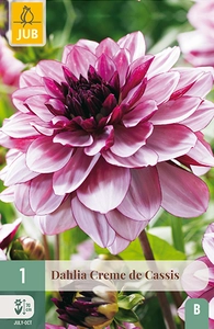 x 1 dahlia creme de cassis i