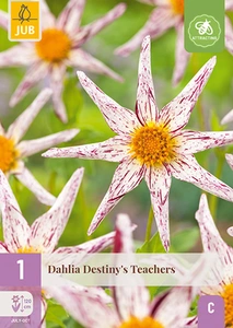 x 1 dahlia destinys teachers i