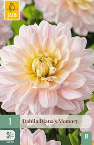 x 1 dahlia diana's memory i